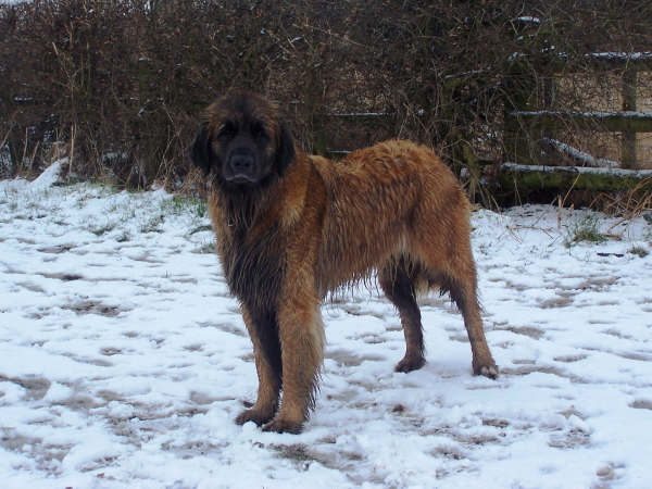 Redanix Cariad at Robynra | Leonberger 