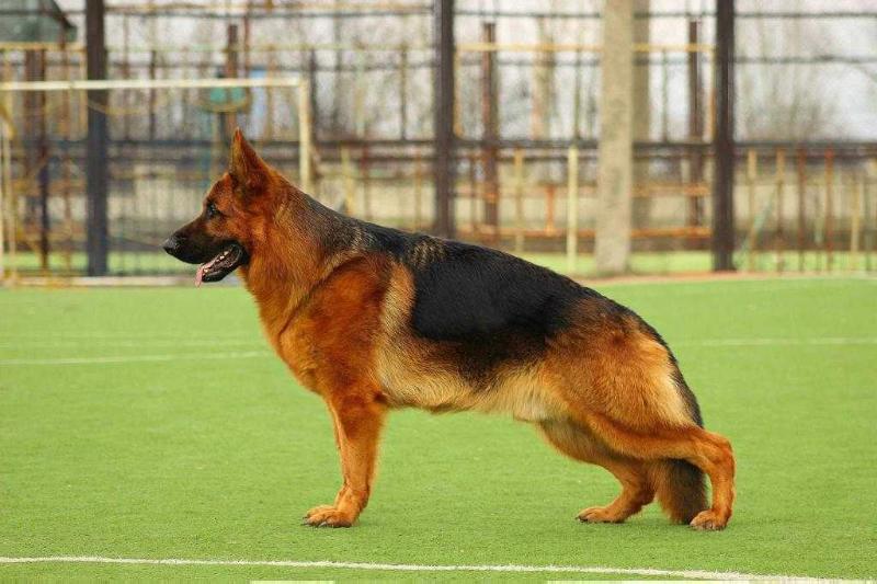 De Orse Mak Flai Holiefild | German Shepherd Dog 