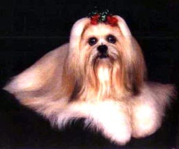 T-Ritz That's Ardy's Abigale | Lhasa Apso 