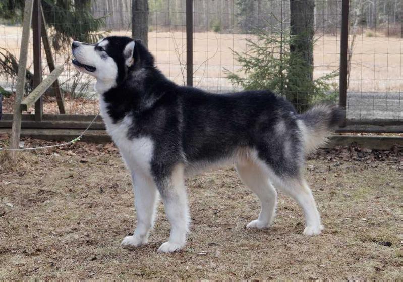 Blackhawk Zadun Hosea Park | Alaskan Malamute 