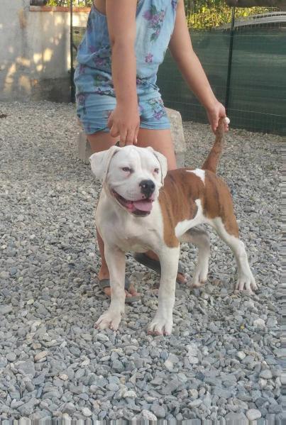 Jonica Bulldog's Marilyn of Scaloni | American Bulldog 