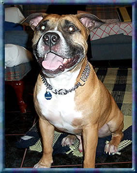Linda's Junior | American Pit Bull Terrier 