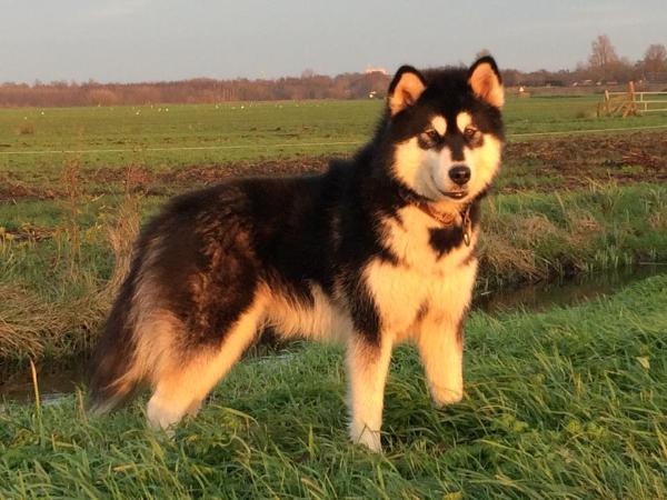 Atka | Alaskan Malamute 