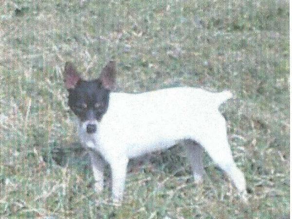 Moore Manor Lilly White | Rat Terrier 