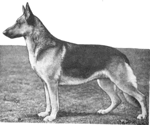 Thora von Bern (of Giralda) | German Shepherd Dog 