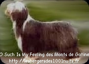 O'such is my feeling des monts de gatine | Bearded Collie 