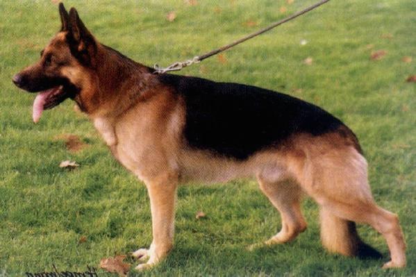 Kimon vom Hoeninghauser Land | German Shepherd Dog 