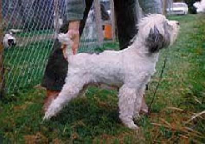 LAMLEH NIMITU | Tibetan Terrier 