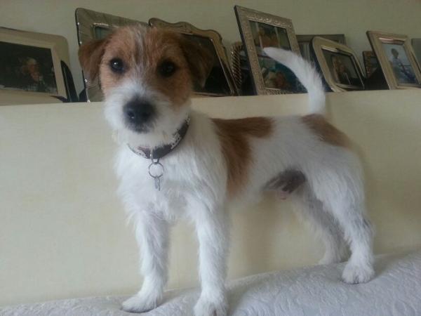 Edio di Villa Bosi | Jack Russell Terrier 