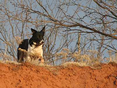 MCCALLUMKUTTER ABC 255636 | Border Collie 