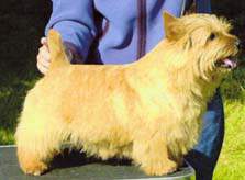 Titanium Cloudberry C.C. | Norwich Terrier 