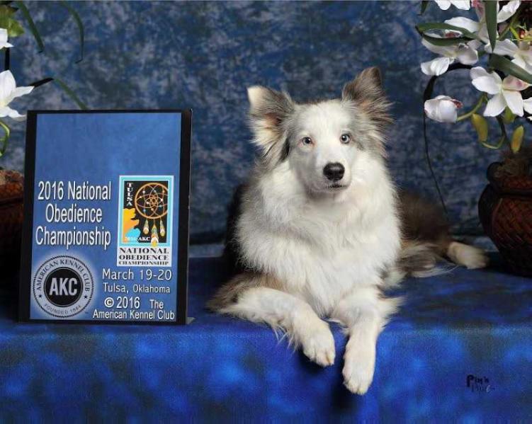 Companion's Rhapsody in Blue | Border Collie 