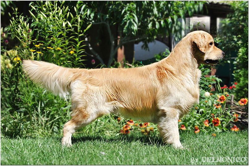 Hollywood Smile Aurum Spirit | Golden Retriever 