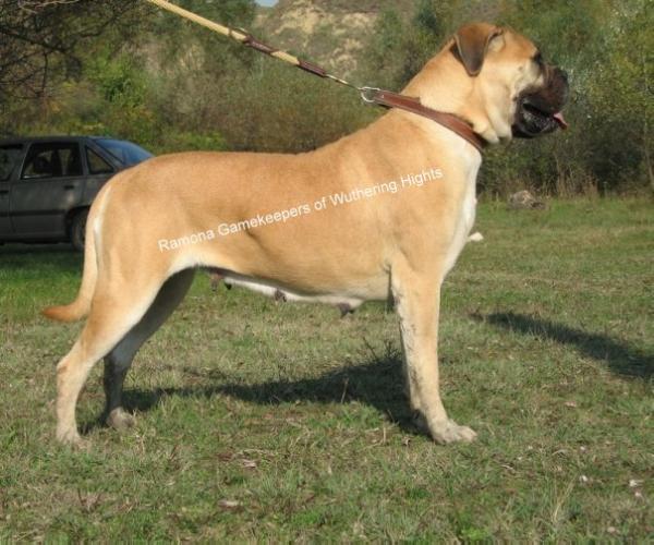 Ramona Gamekeepers of Wuthering Hights | Bullmastiff 