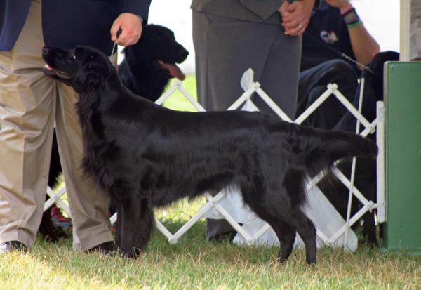 Stonewall's Catch A Falling Star | Flat-Coated Retriever 