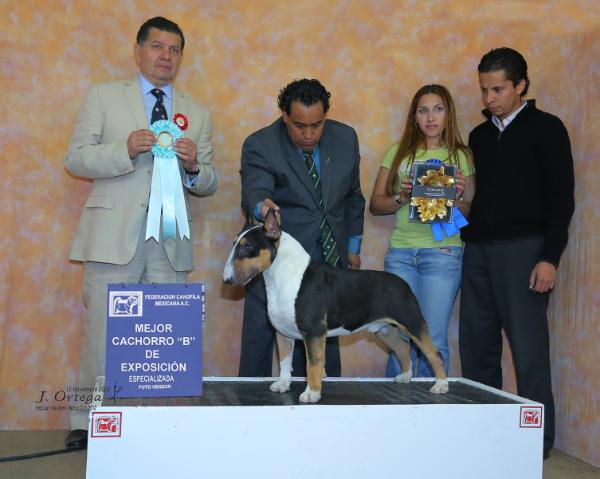 The Great Roca la Mole (Uriza) | Bull Terrier 