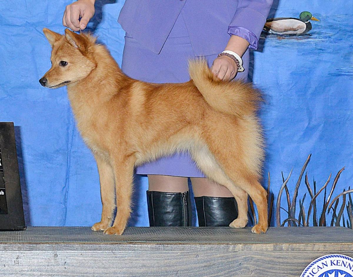 Velvet Hills Bleeding Hearts | Finnish Spitz 