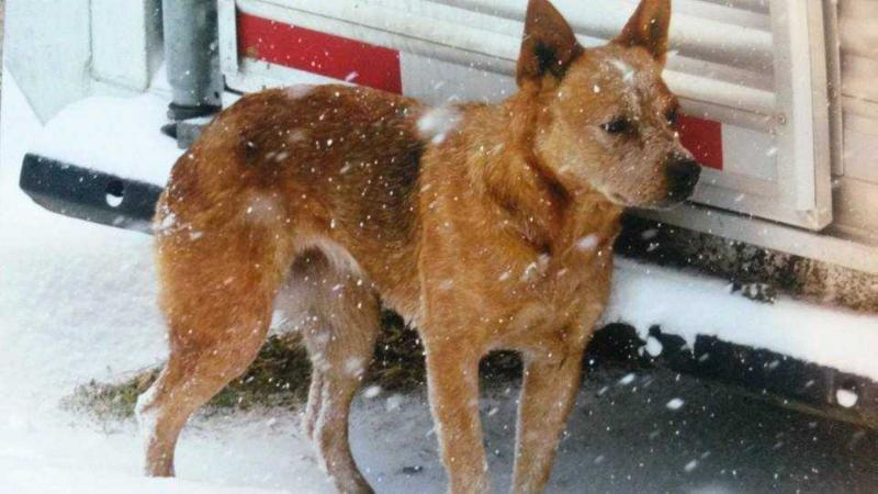 Evan's Pretty As A Penny | Australian Cattle Dog 