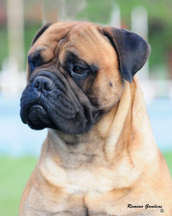 VALANGELS FIGHTER | Bullmastiff 