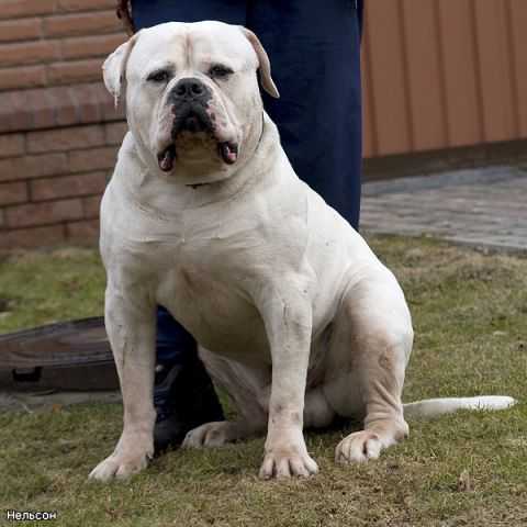 NELSON | American Bulldog 