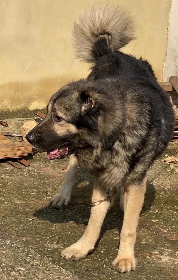 Perry Trump | Caucasian Mountain Dog 