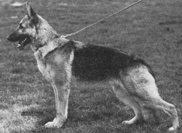 Gitta vom Kirschental | German Shepherd Dog 