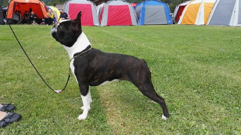 Black Indian`s Qola | Boston Terrier 