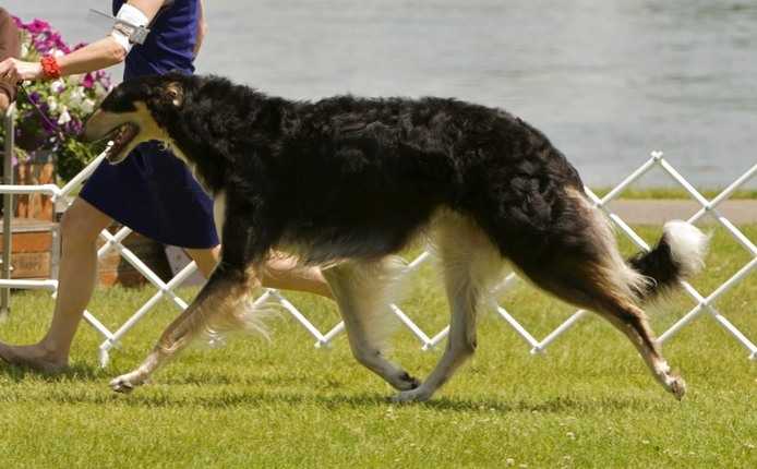 Elance Black Swan | Borzoi 