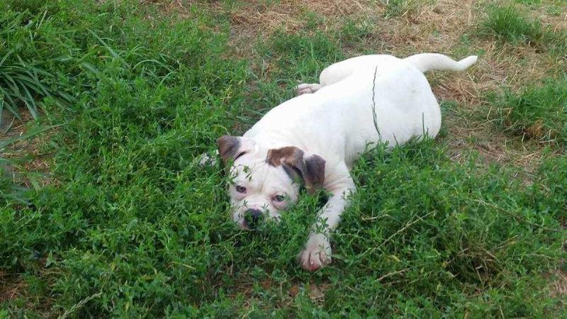 Highland's Darth Sydious | American Bulldog 