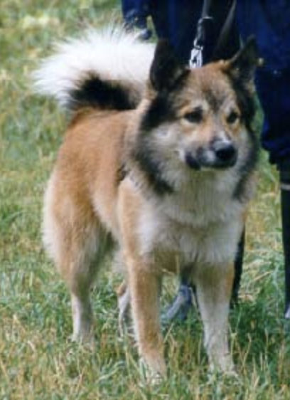 Tuulenpuuskan Flekkur | Icelandic Sheepdog 