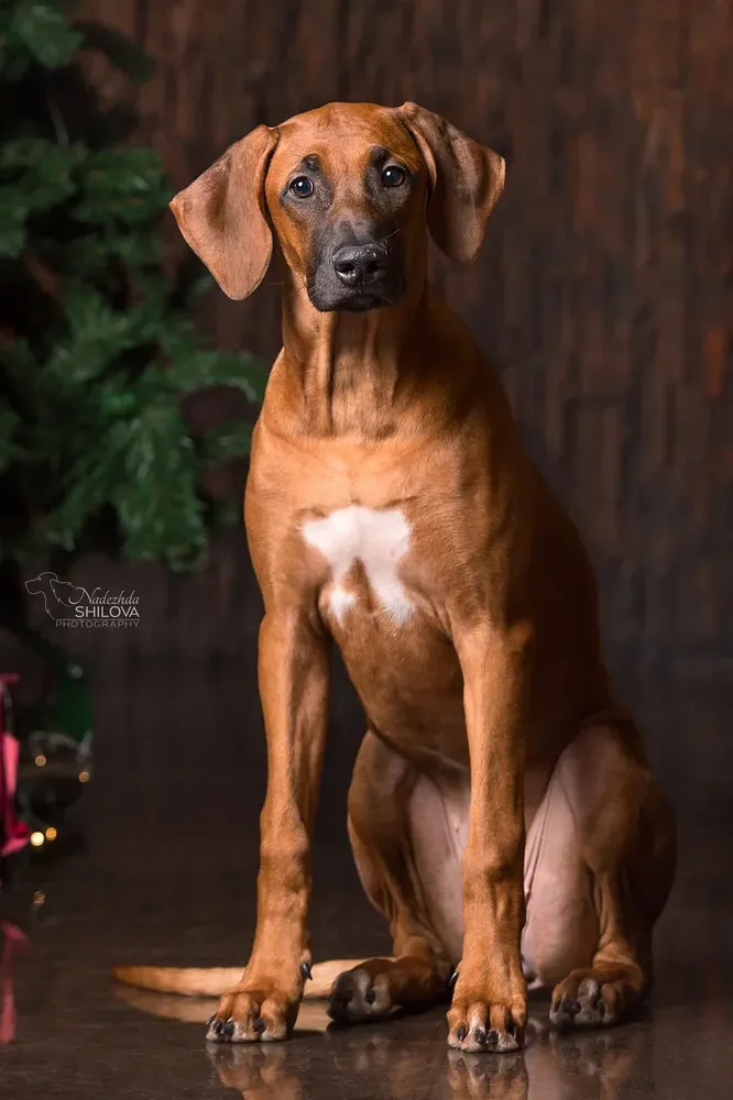 Jelany Red Florestina | Rhodesian Ridgeback 