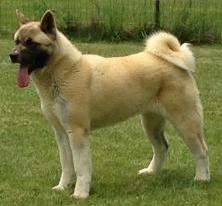 Crest's Italian Princess | Akita 