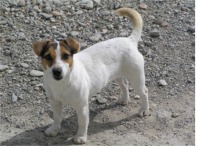 bizassa | Jack Russell Terrier 