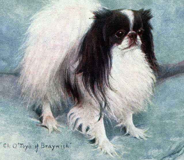 O'Toyo of Braywick | Cavalier King Charles Spaniel 