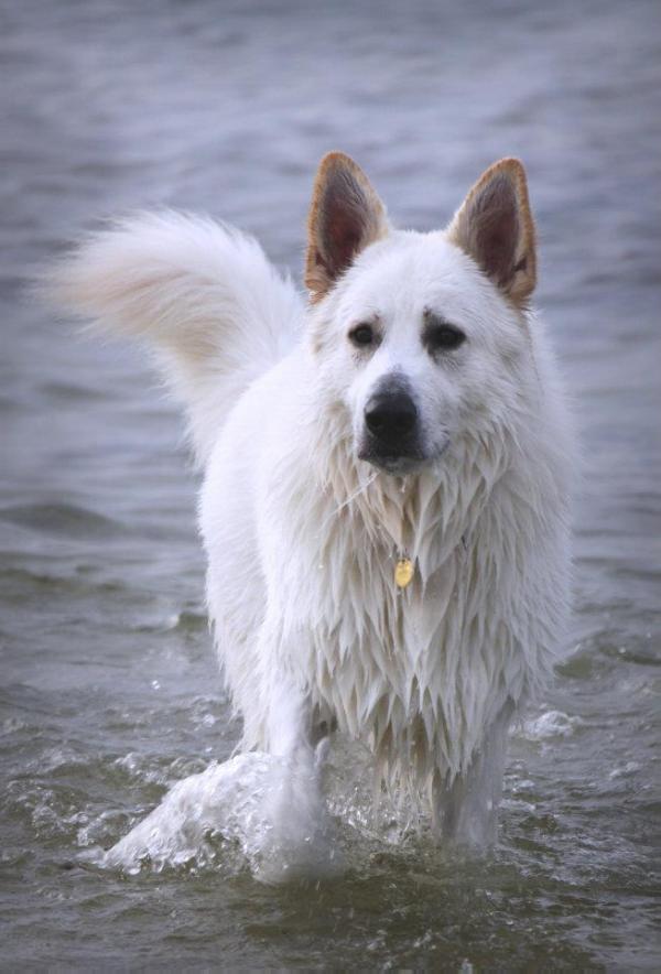 Neigepearl National Treasure | White Swiss Shepherd Dog 