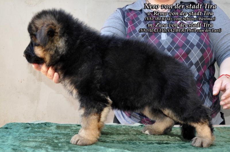 Nero von der stadt Tira | German Shepherd Dog 