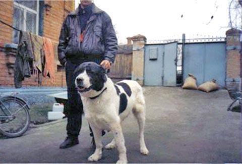 Bigul (1994) ow.Sharov | Central Asian Shepherd Dog 
