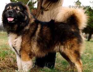 BOTSMAN (PRUDNIKOVA) | Caucasian Mountain Dog 