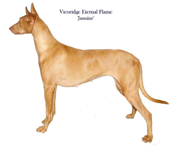 vicoridge eternal flame | Pharaoh Hound 