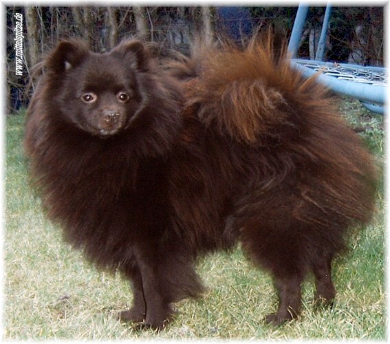 Atlas vom Bollmannbrunnen | German Spitz 