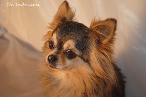 Dinnea Grave Süsse | Chihuahua 