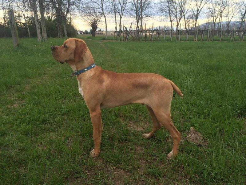 Alentejo-II | Portuguese Pointer 