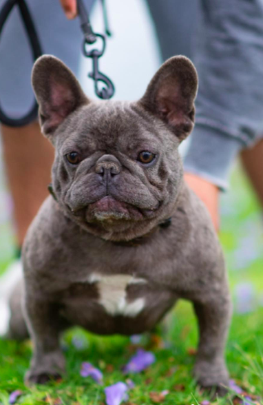 Halo Frenchie Little Sky | French Bulldog 