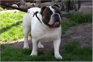 Fotus Axel | Olde English Bulldogge 