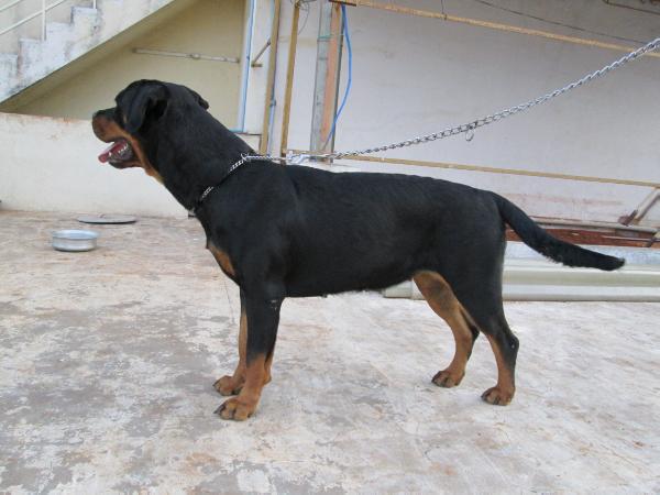 Bambi | Rottweiler 