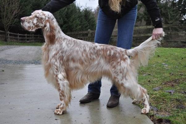 Set'r Ridge's Affirmed | English Setter 