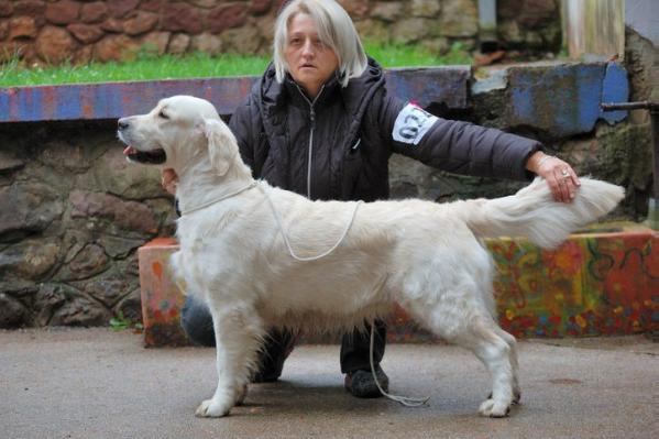 Etermal Flame V.I.M. Team | Golden Retriever 