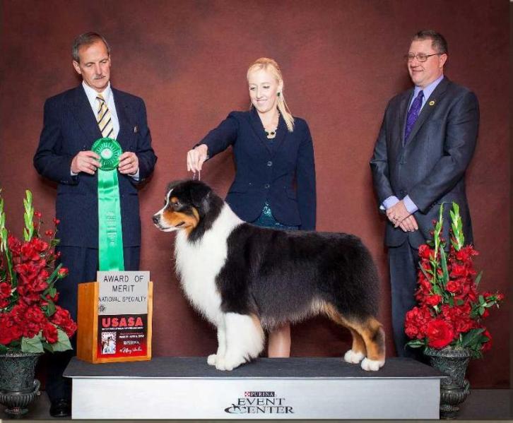 Bayouland's Big EZ | Australian Shepherd 