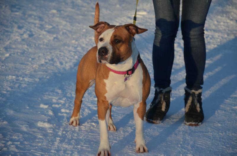 SEVERNAYA ZHEMCHUZHINA FIFANIA | American Staffordshire Terrier 