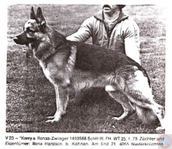 Kerry aus Ilonas Zwinger | German Shepherd Dog 